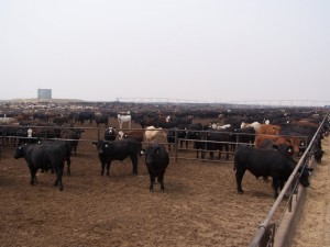 Cattle Feedlot. Hay