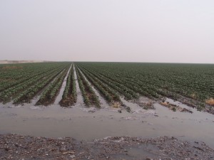 Irrigation Farming on a Vast Scale. Hay