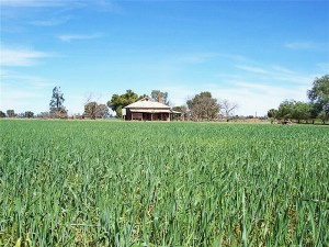 Homestead Surrounded by Wheat Crop. Condobolin
