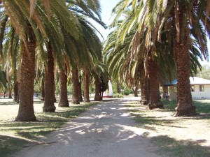 Avenue of Date Palms. Eugowra