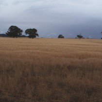 Wheat Cropping. Oxley Downs